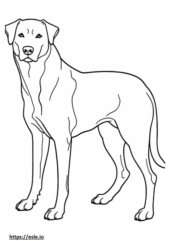 Appenzeller Dog Playing coloring page
