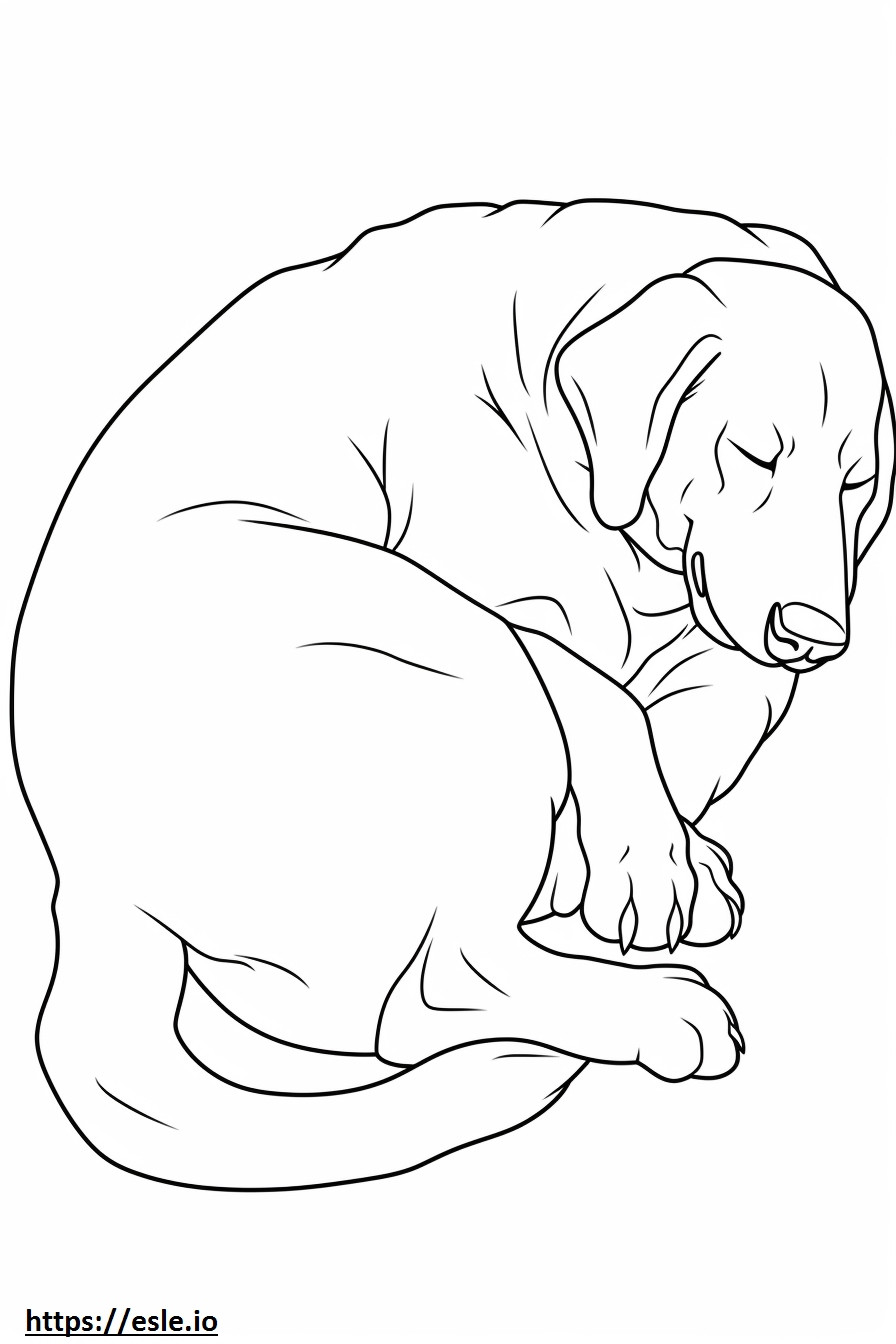 Appenzeller-hond slaapt kleurplaat kleurplaat