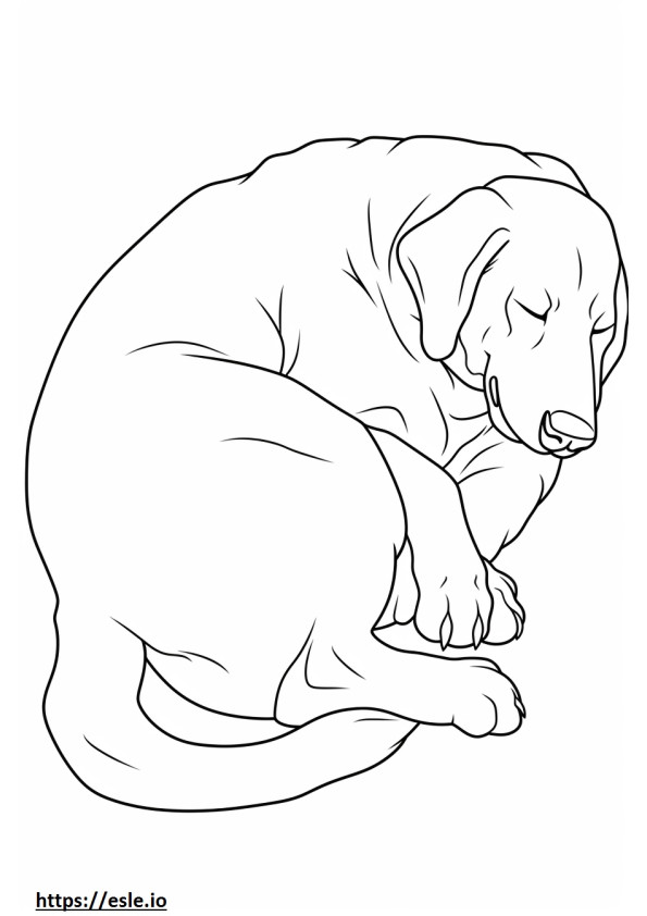 Appenzeller kutya alvó szinező