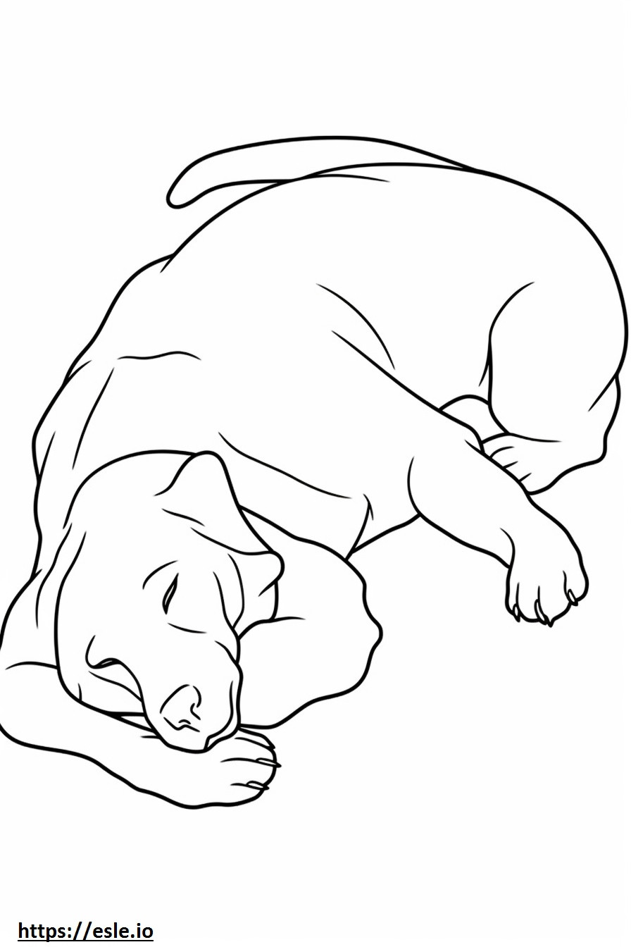 Perro Appenzeller durmiendo para colorear e imprimir
