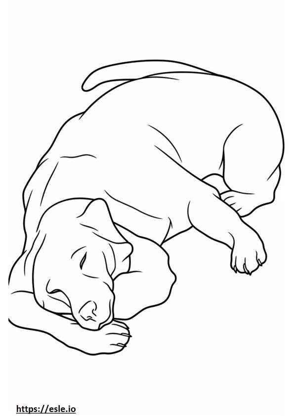 Appenzeller-koira nukkuu värityskuva