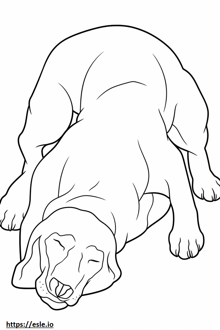 Appenzeller Dog Sleeping coloring page