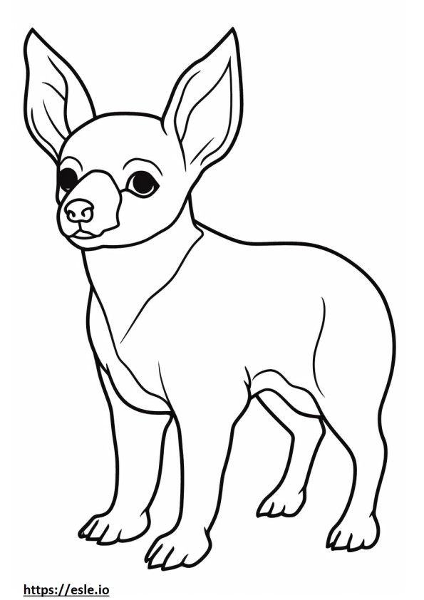 Apple Head Chihuahua, volledig lichaam kleurplaat