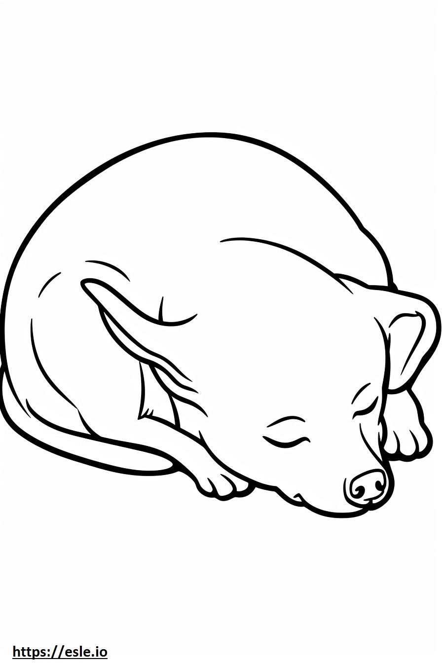 Coloriage Tête de pomme Chihuahua endormi à imprimer