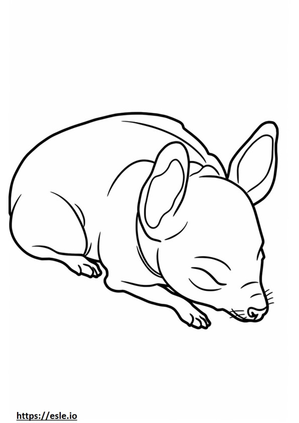 Chihuahua z głową jabłka śpi kolorowanka