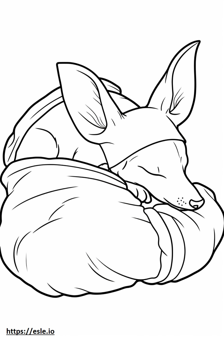 Uyuyan Elma Başlı Chihuahua boyama