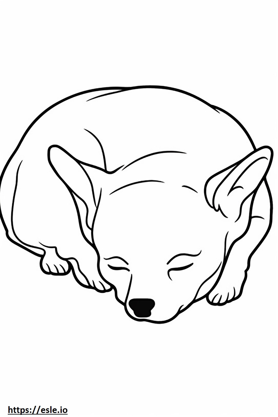 Chihuahua cu cap de măr dormind de colorat