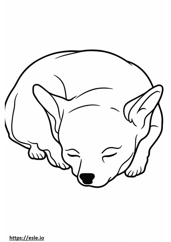Chihuahua cu cap de măr dormind de colorat