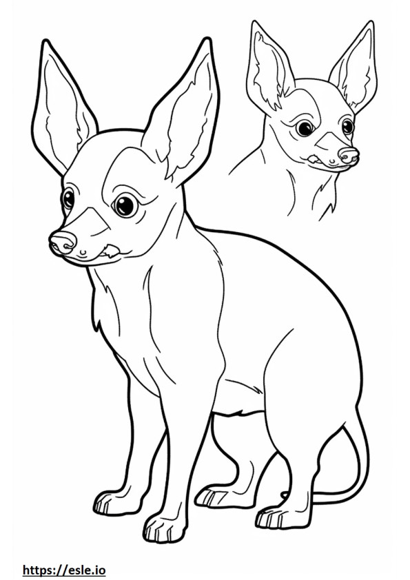 Przyjazny Chihuahua z głową jabłka kolorowanka