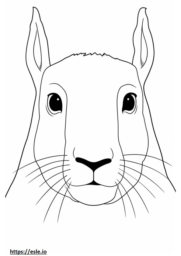 Arctic Hare arca szinező