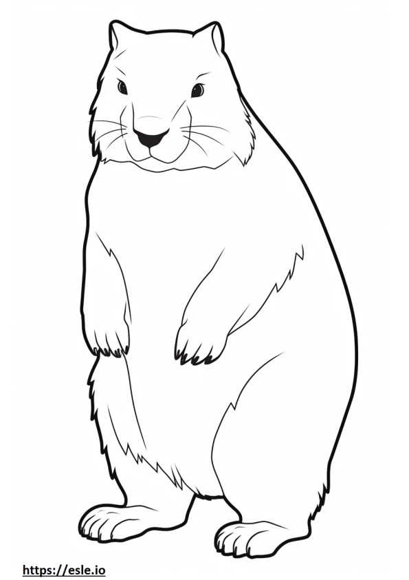 Arctic Hare ystävällinen värityskuva