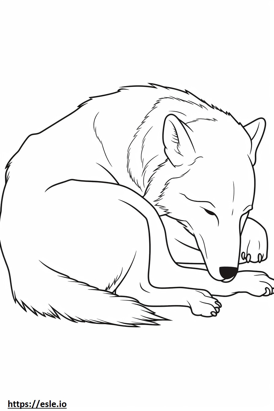 Arktinen susi nukkuu värityskuva