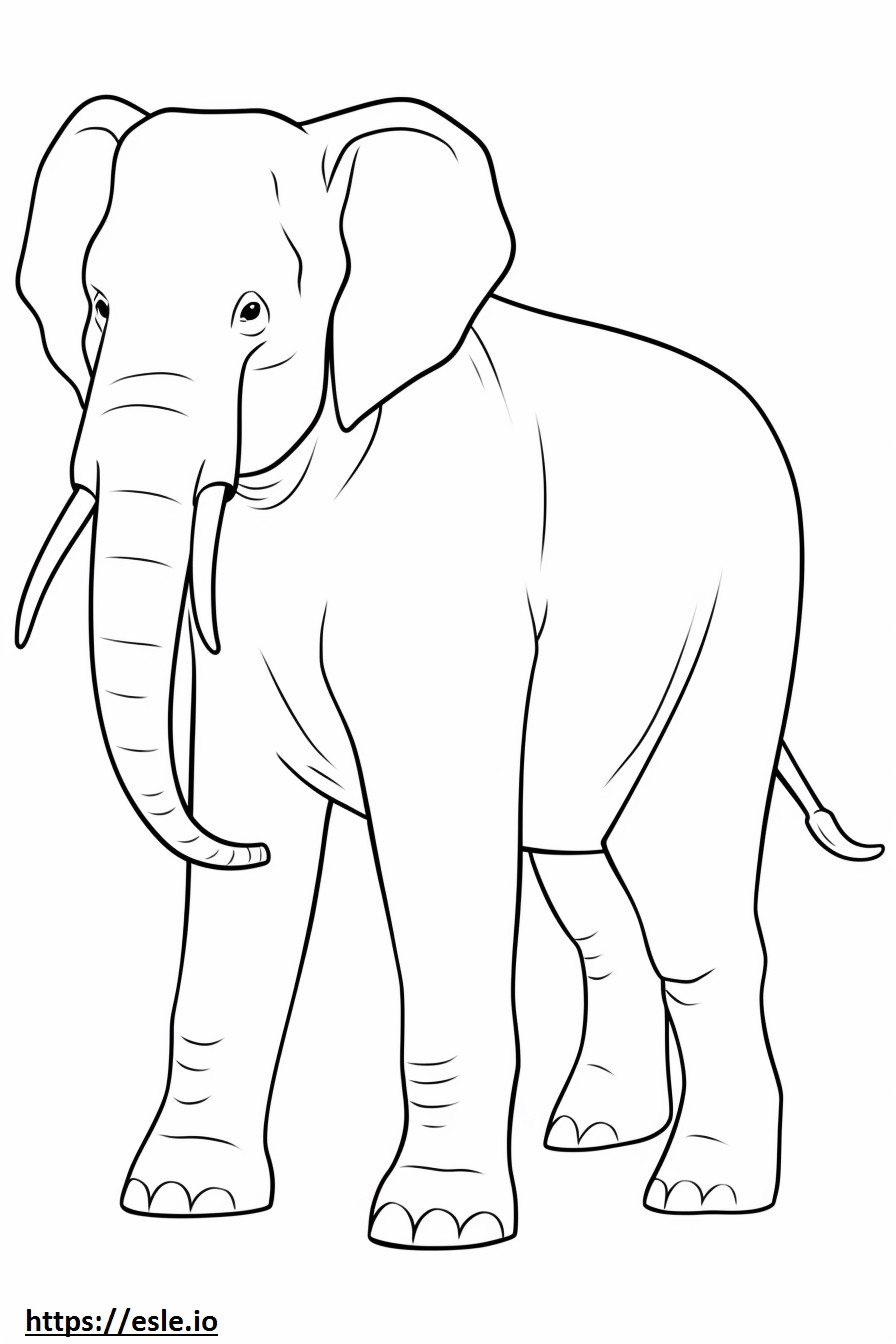 Aasian norsu koko vartalo värityskuva
