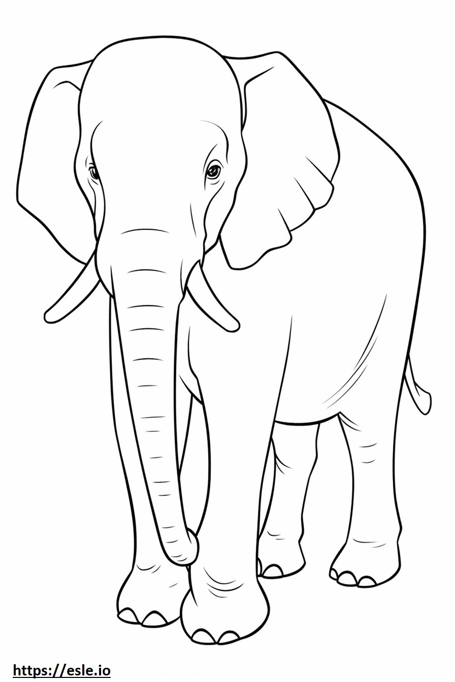 Gioco dell'elefante asiatico da colorare
