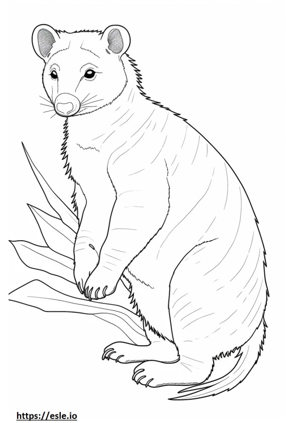 Asian Palm Civet baby coloring page