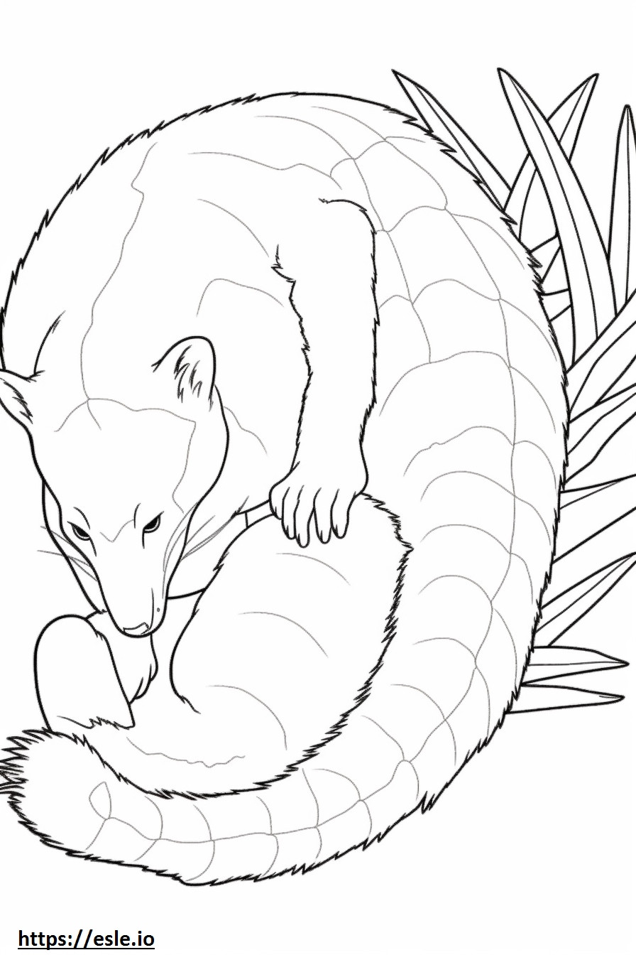 Asian Palm Civet Sleeping coloring page