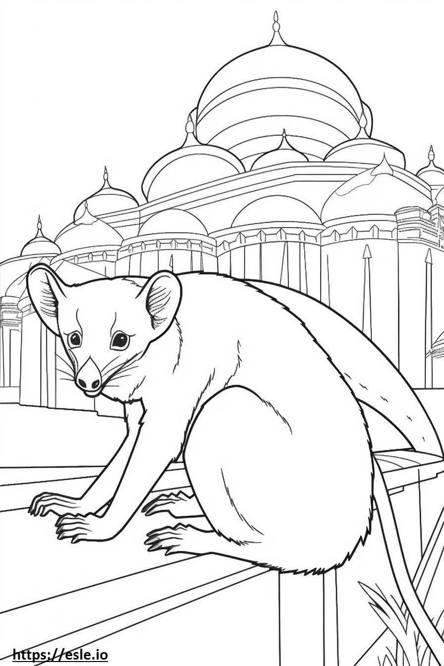 Asian Palm Civet Playing coloring page