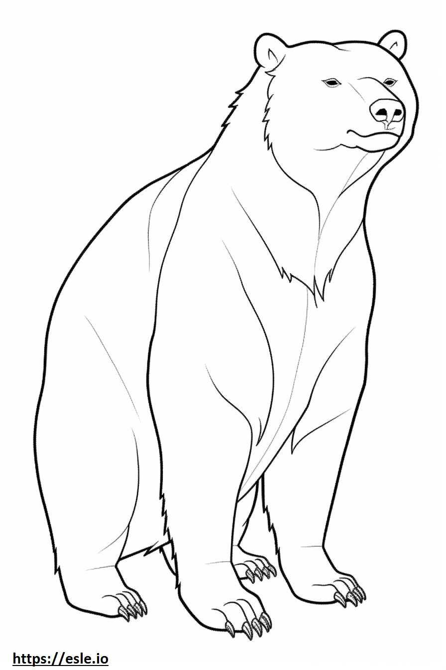 Asiatic Black Bear full body coloring page