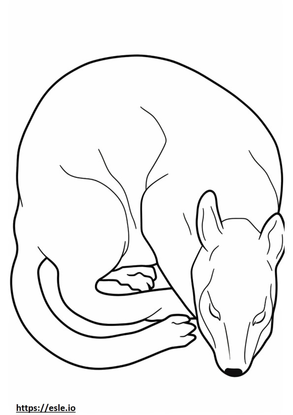 Aussiedor Sleeping coloring page