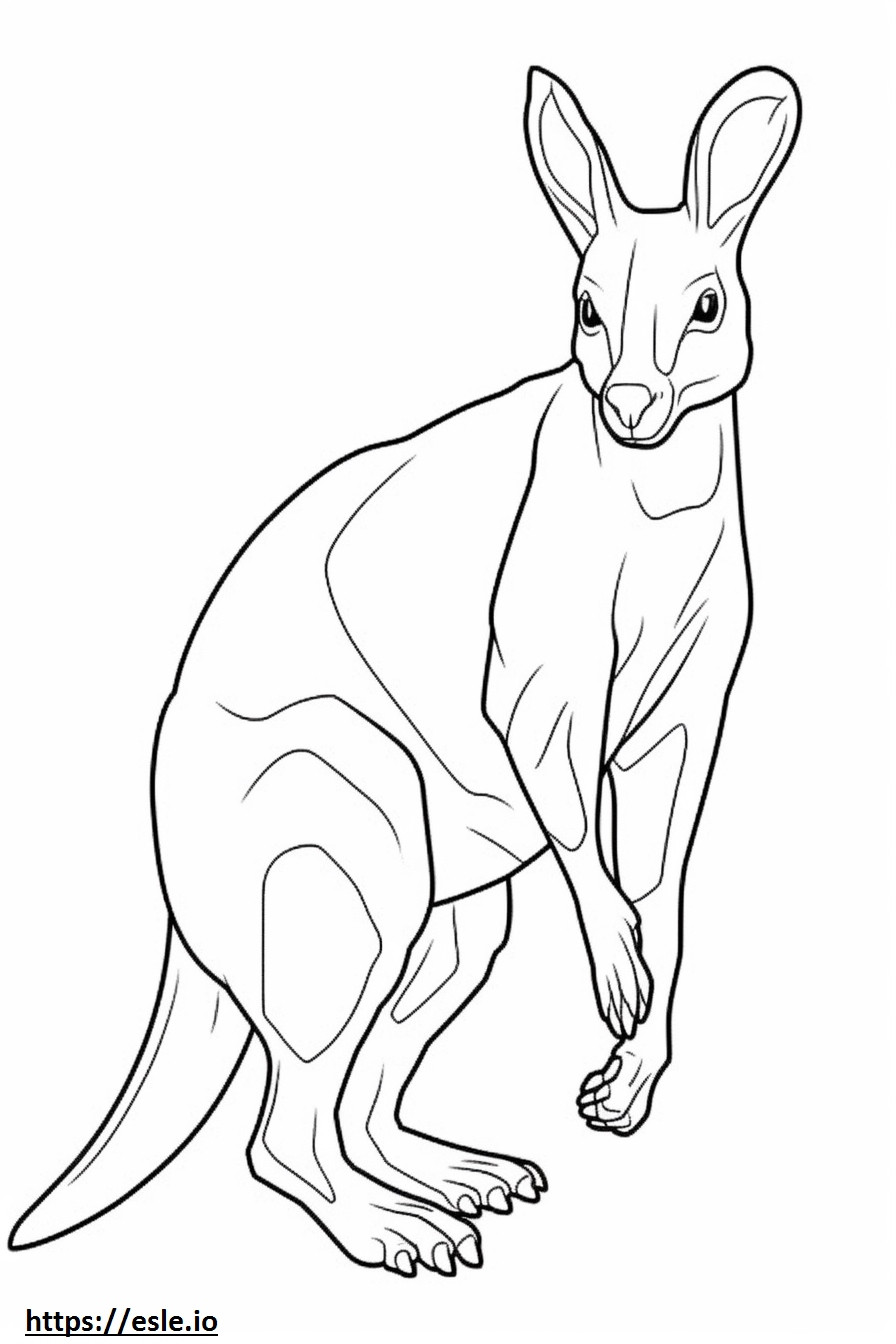 Aussiedor Playing coloring page