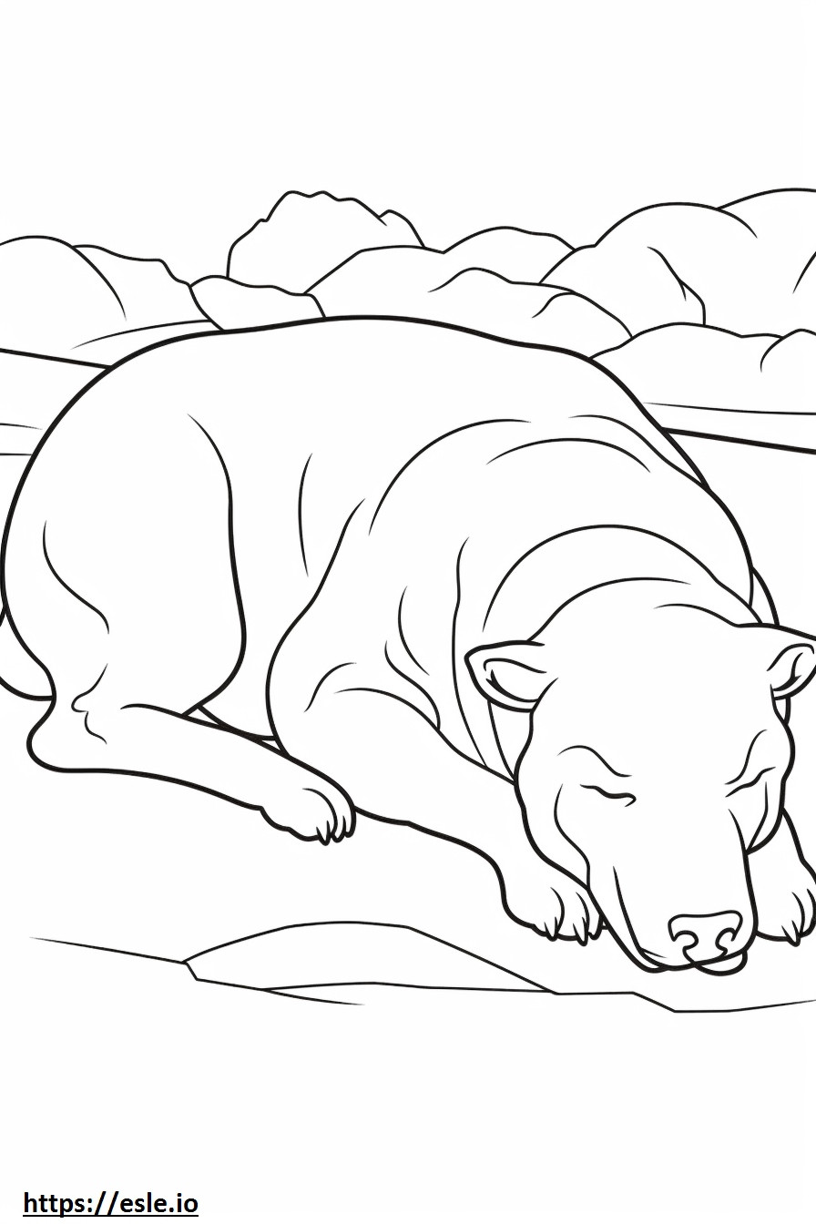 Australijski buldog śpi kolorowanka