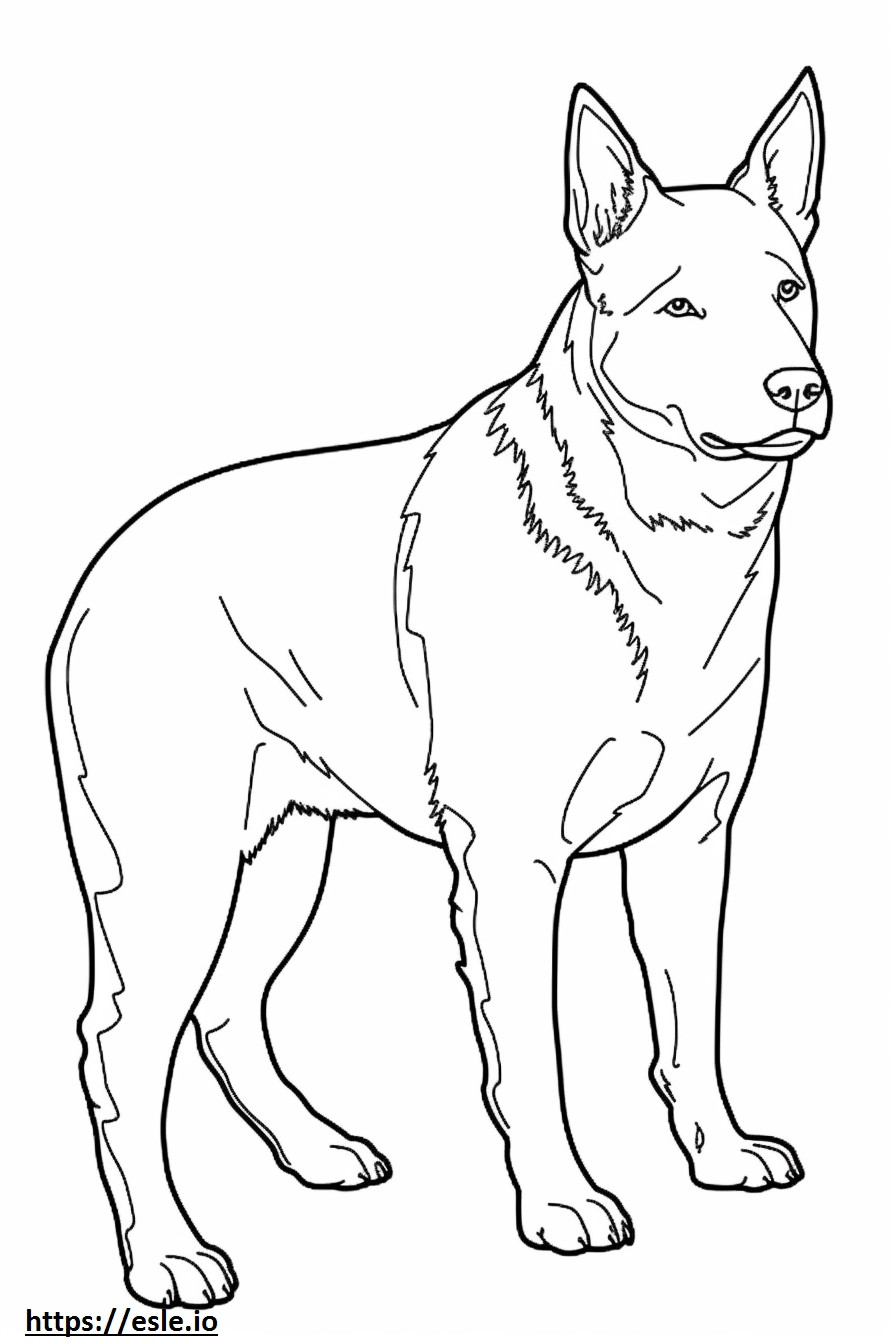 Ausztrál szarvasmarha kutya teljes testtel szinező