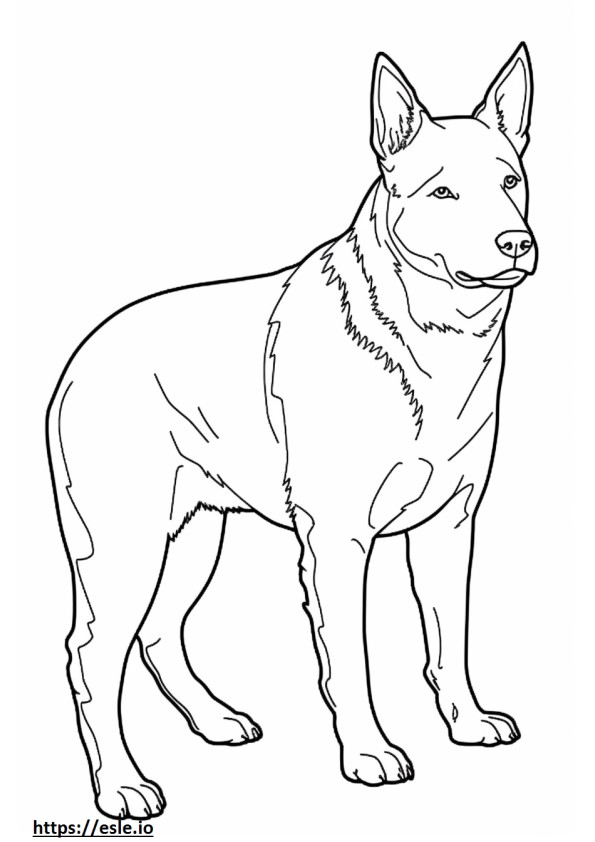 Australian Cattle Dog full body coloring page