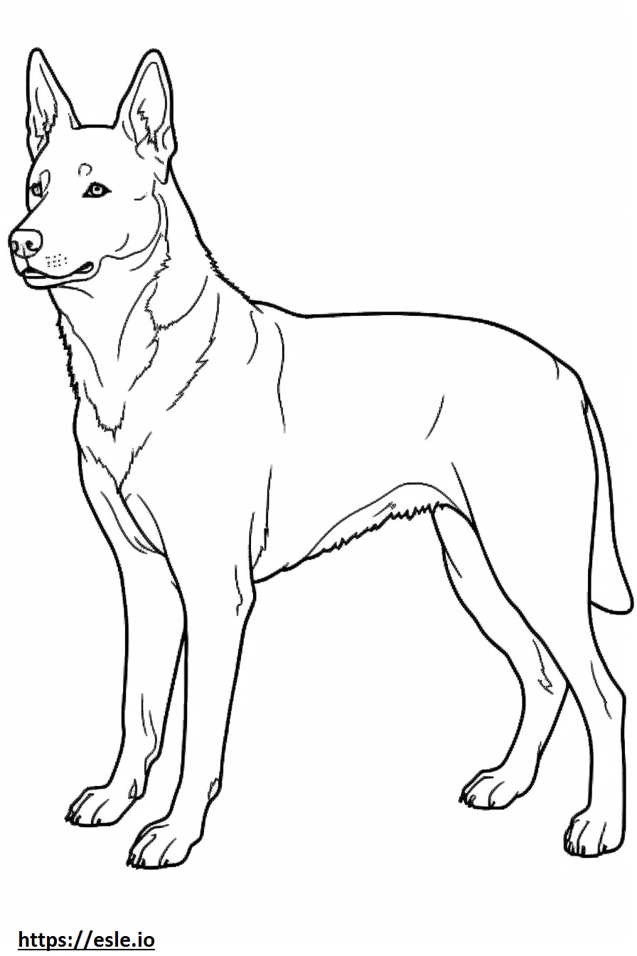 Perro ganadero australiano de cuerpo completo para colorear e imprimir