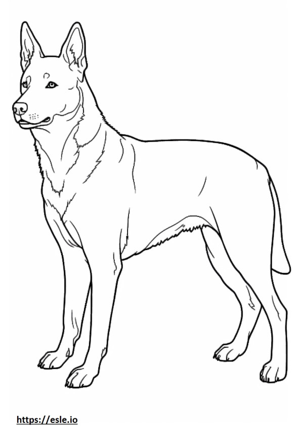 Perro ganadero australiano de cuerpo completo para colorear e imprimir