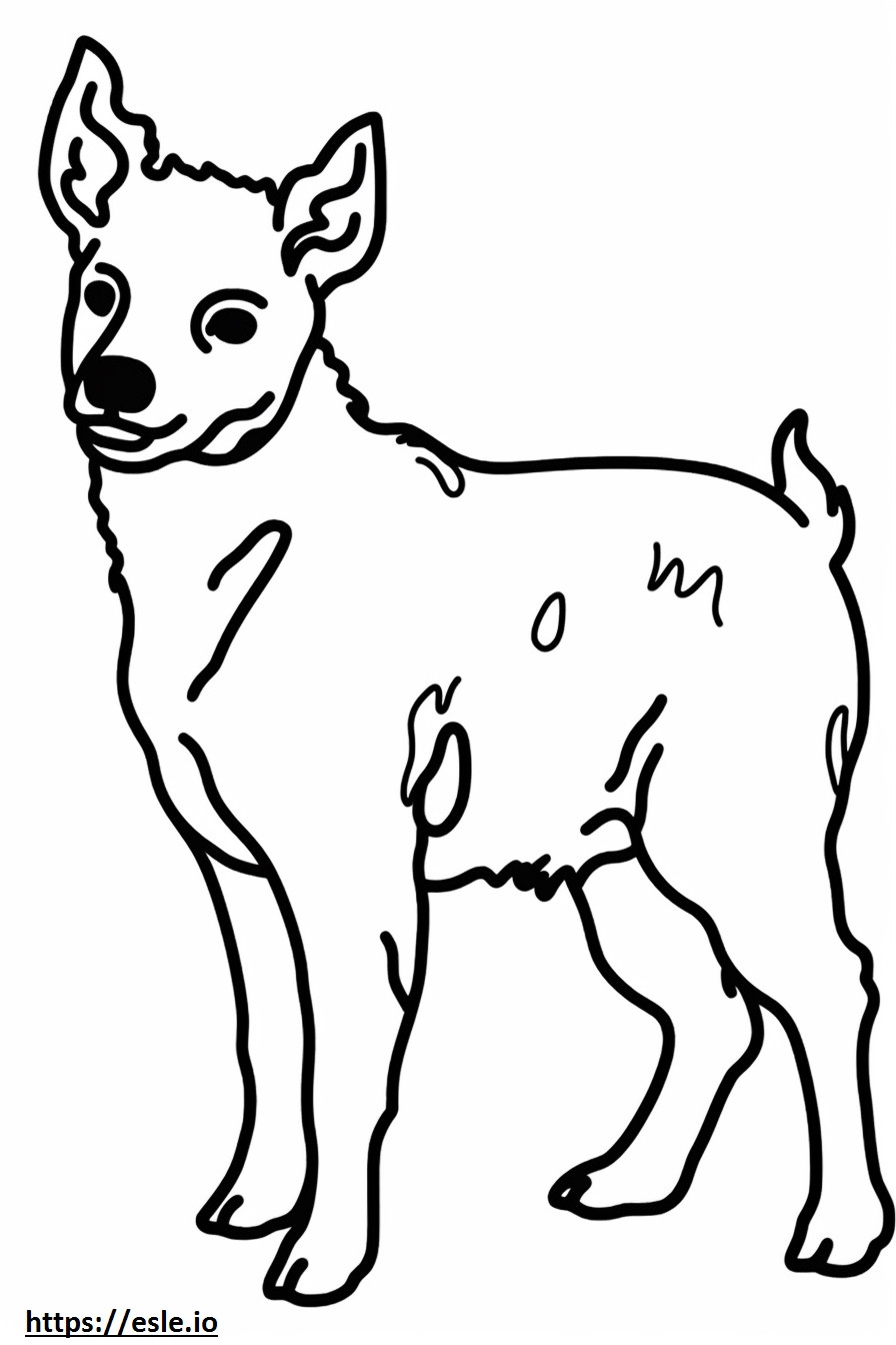 Dziecko australijskiego psa pasterskiego kolorowanka