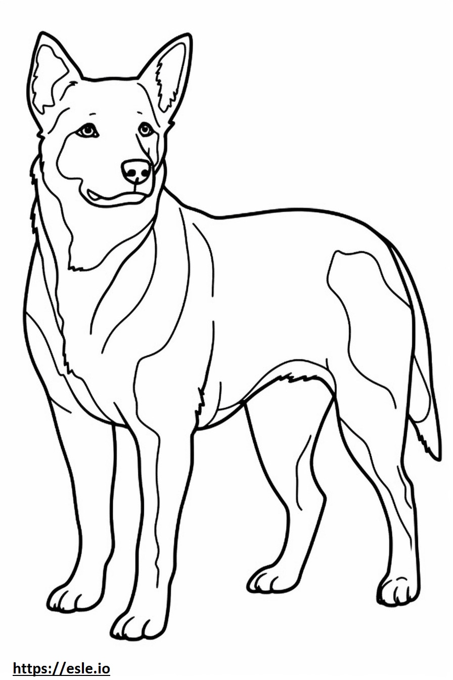 Australian Cattle Dog de corpo inteiro para colorir