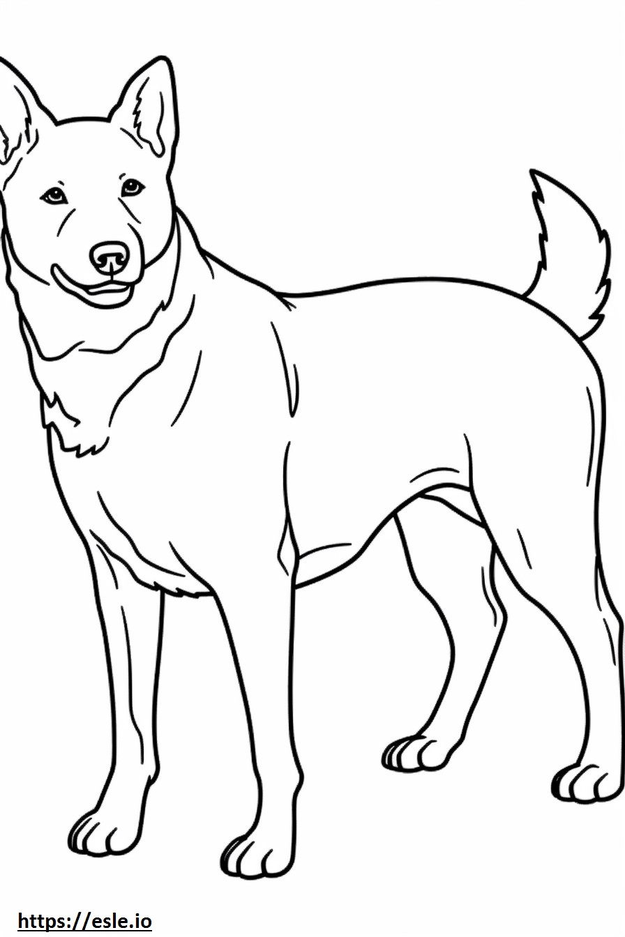 Ausztrál szarvasmarha kutya rajzfilm szinező