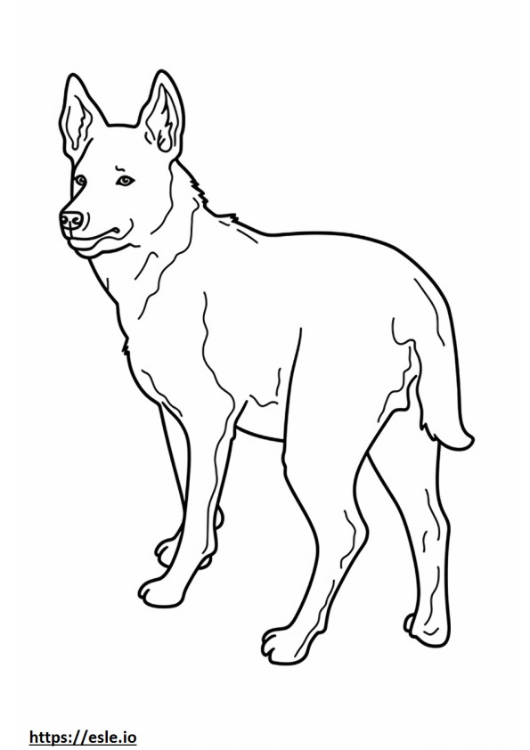 Cão de gado australiano fofo para colorir