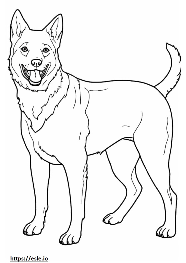 Avustralya Sığır Köpeği mutlu boyama