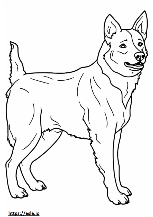 Perro pastor australiano lindo para colorear e imprimir