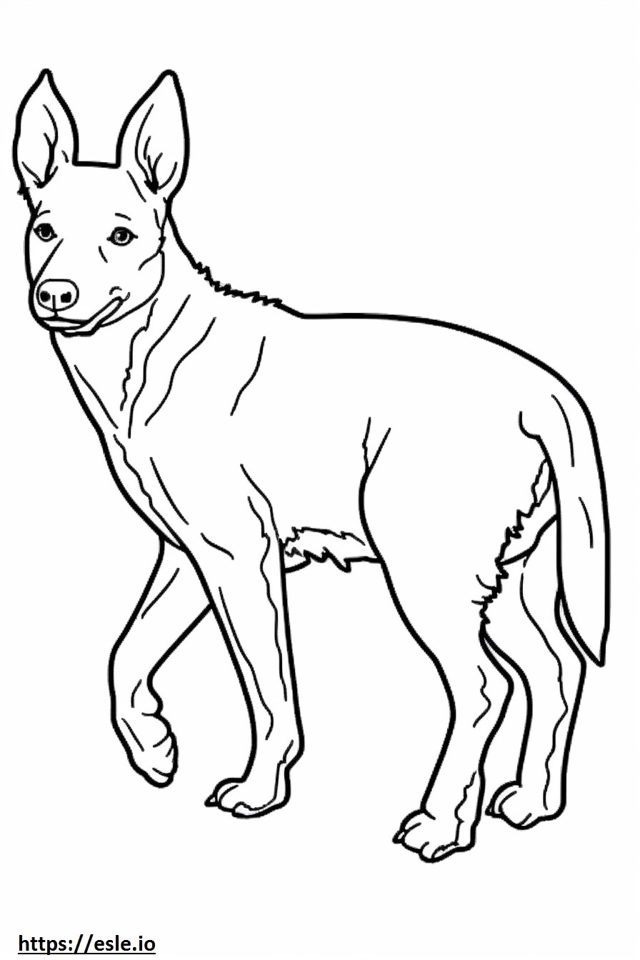 Câine de vite australian care se joacă de colorat