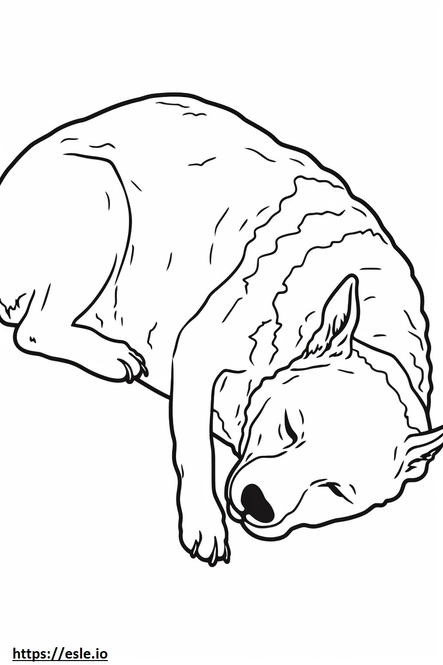 Cão pastor australiano dormindo para colorir