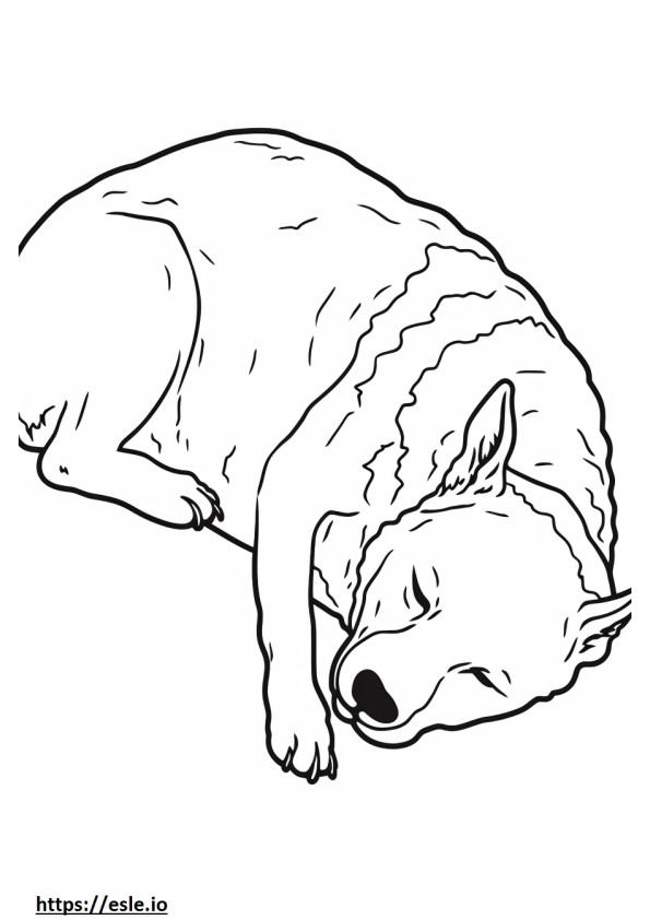Australijski pies pasterski śpi kolorowanka
