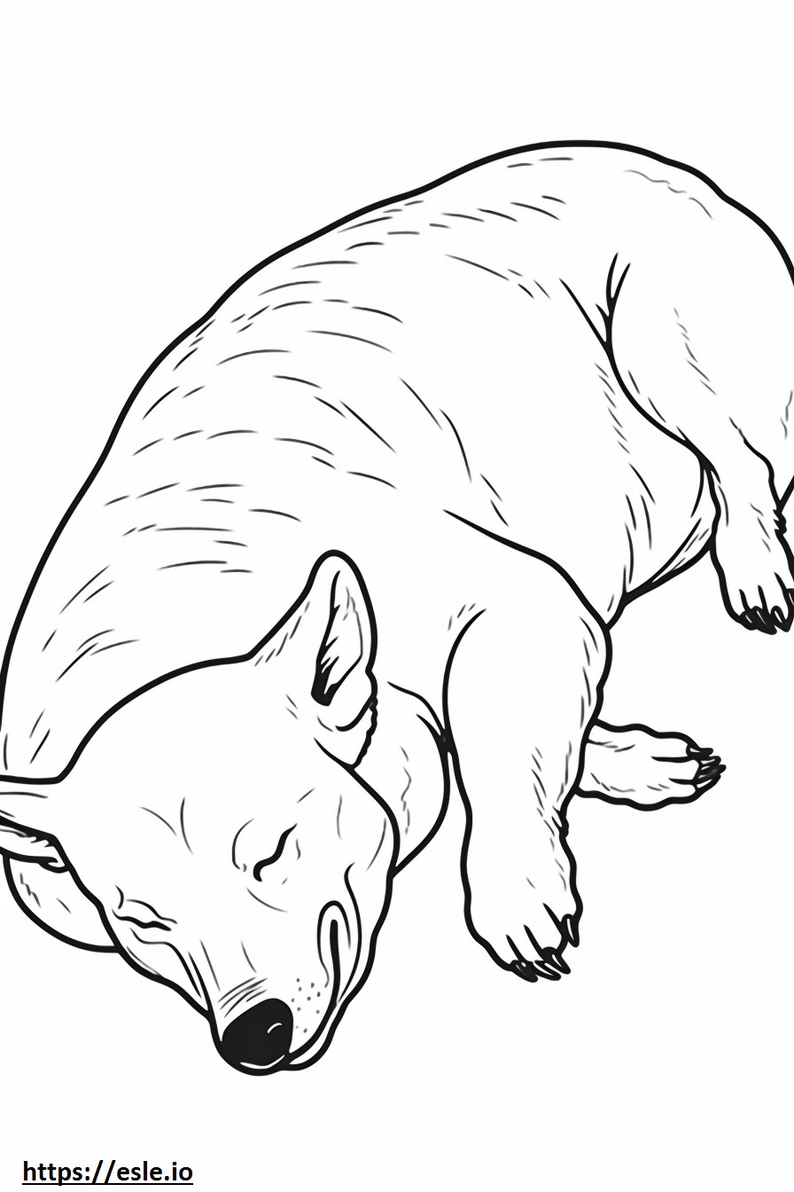 Ausztrál szarvasmarha kutya alszik szinező