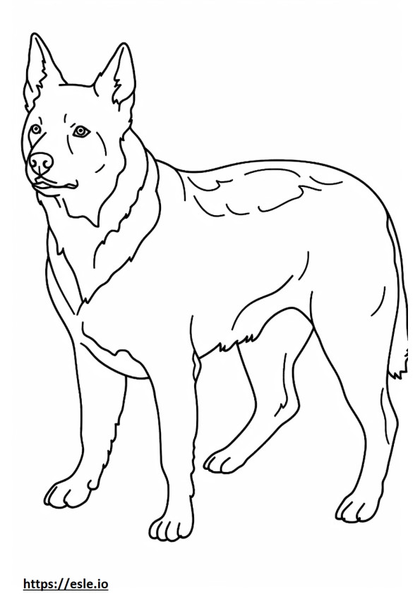Australian Cattle Dog Playing coloring page