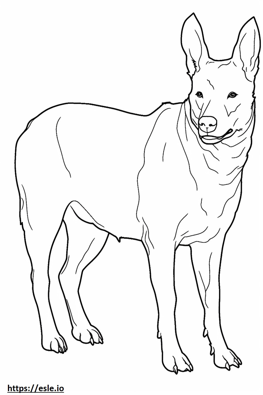 Avustralya Sığır Köpeği Dostu boyama