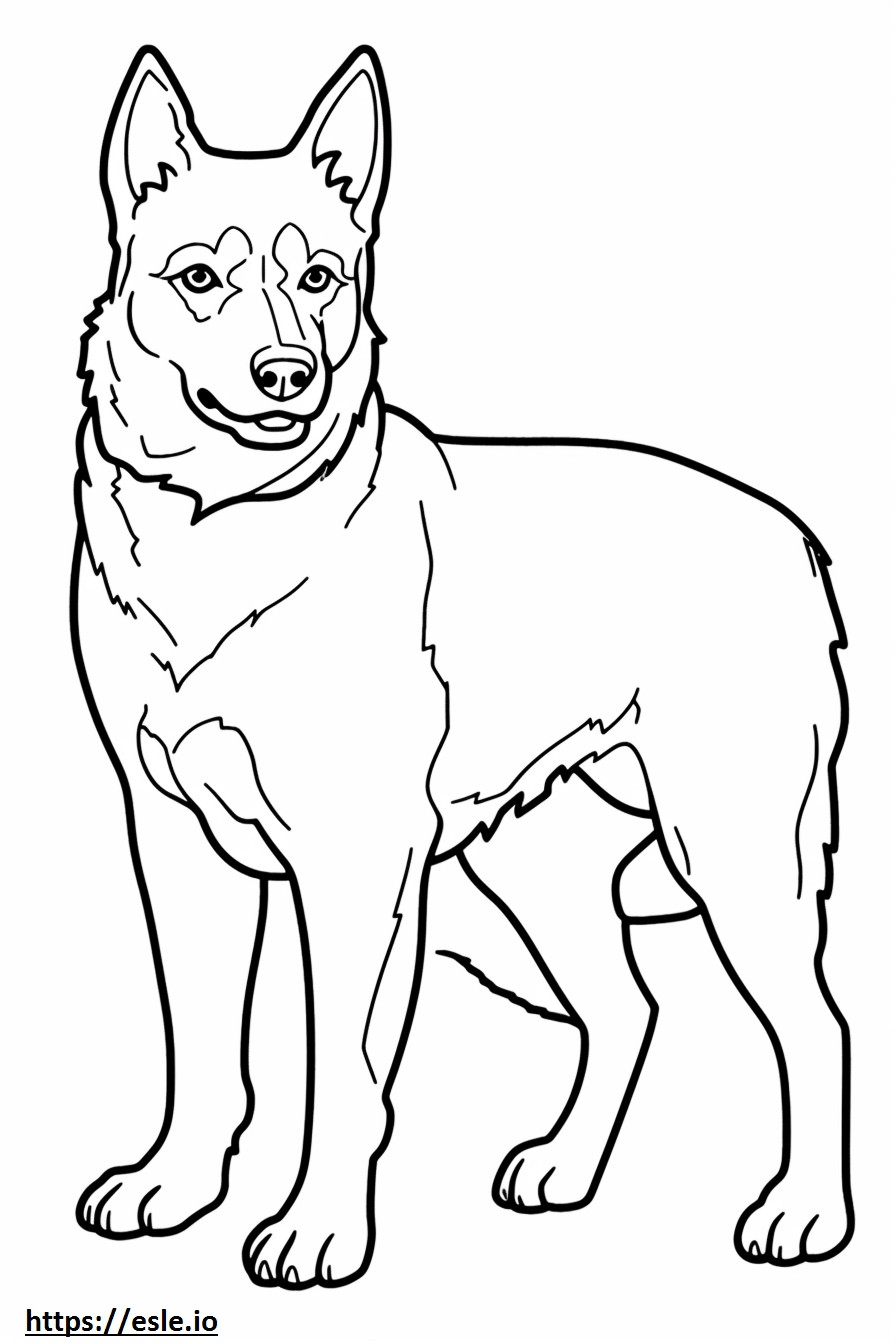 Przyjazny australijskiemu psu pasterskiemu kolorowanka