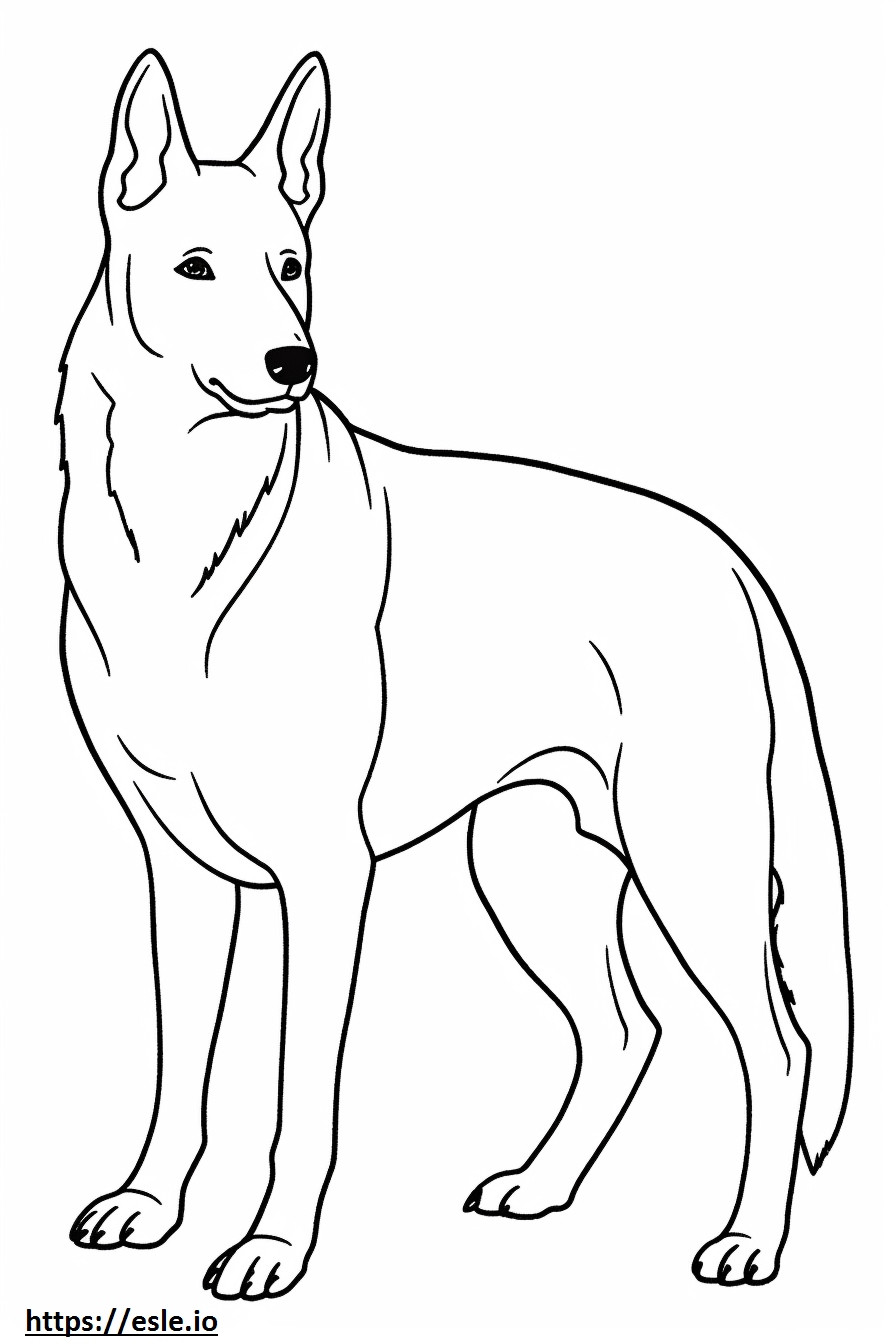 Câinele Kelpie Australian cu tot corpul de colorat