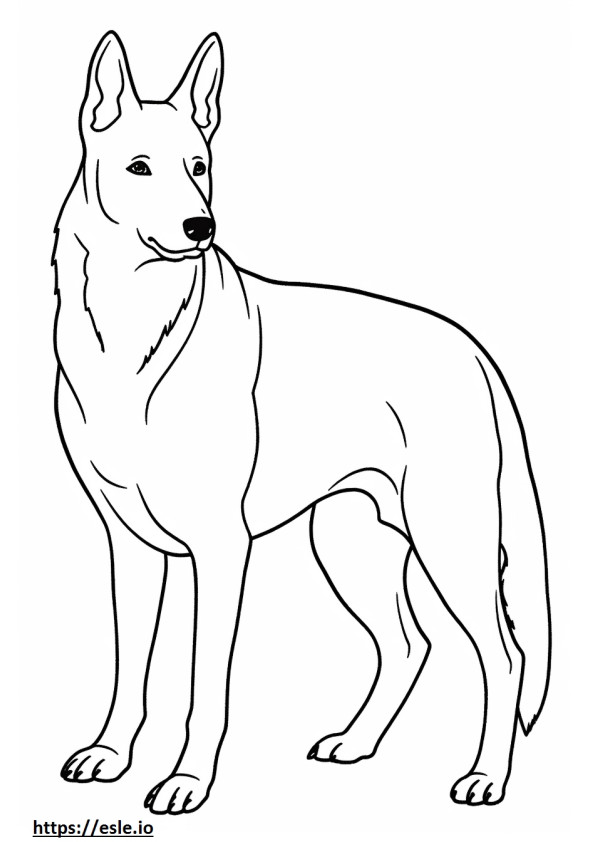 Perro Kelpie australiano de cuerpo completo para colorear e imprimir