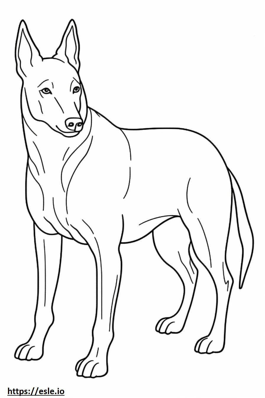 Corpo intero del cane australiano Kelpie da colorare