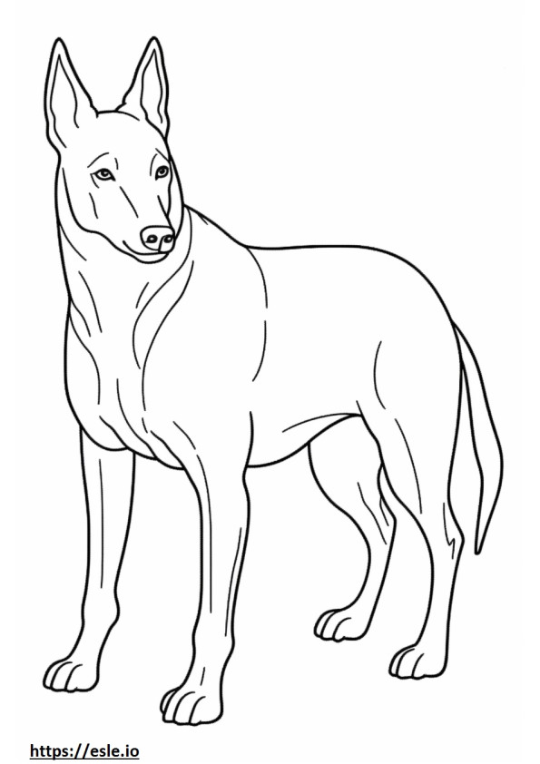 Avustralya Kelpie Köpeği tam vücut boyama
