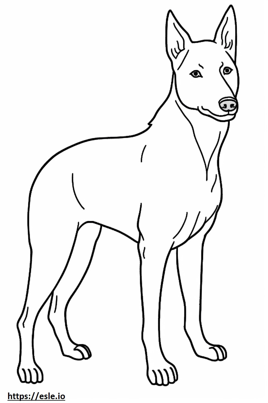 Australischer Kelpie-Hund, Ganzkörper ausmalbild