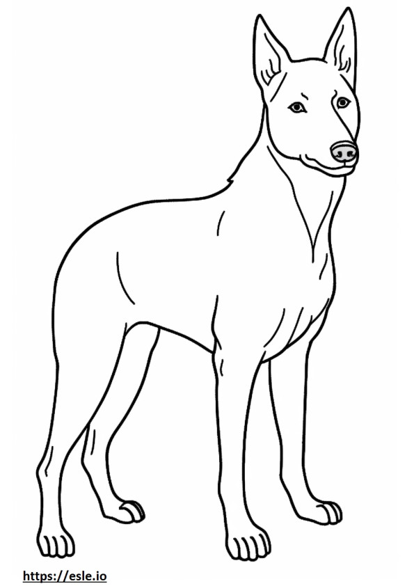 Całe ciało australijskiego psa Kelpie kolorowanka