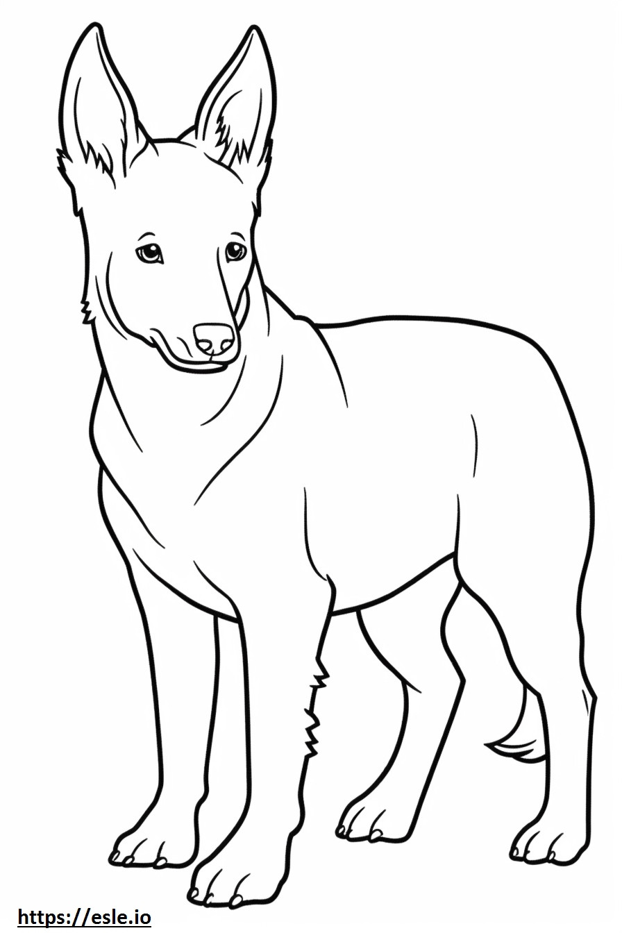 Puiș de câine australian Kelpie de colorat