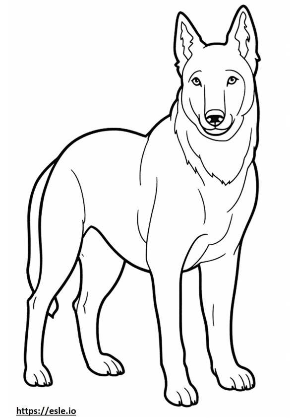Kreskówka australijskiego psa Kelpie kolorowanka